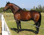 Cleveland Bay | Horse | Horse Breeds